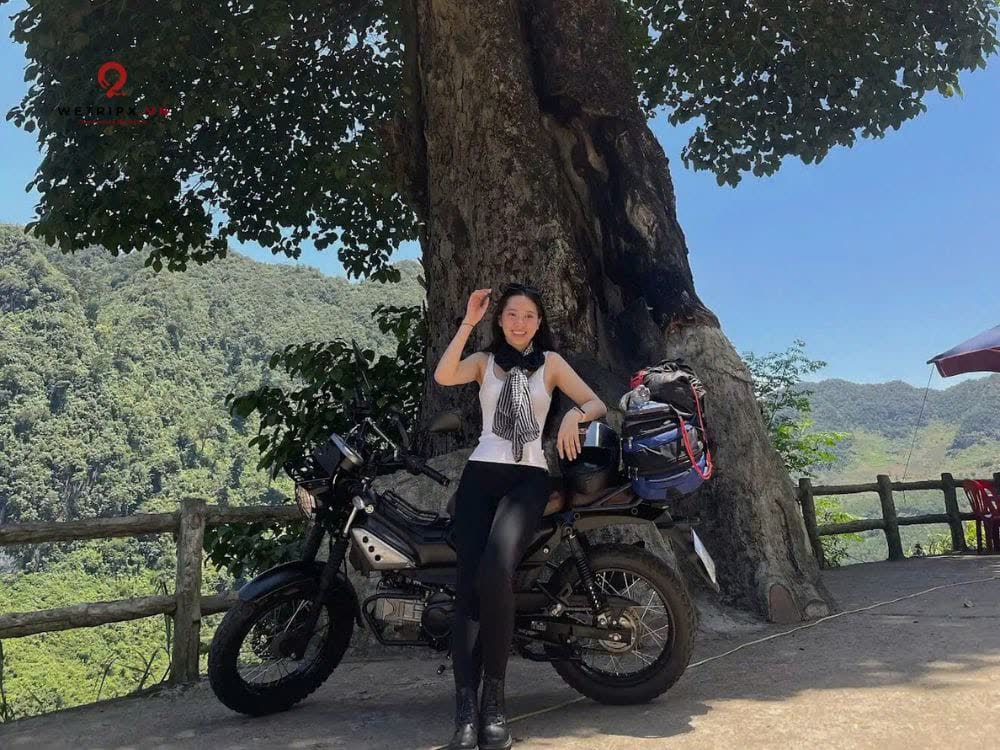 Cây nghiến cô đơn Cán Tỷ